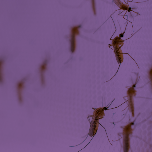 Understand malaria to stay safe abroad